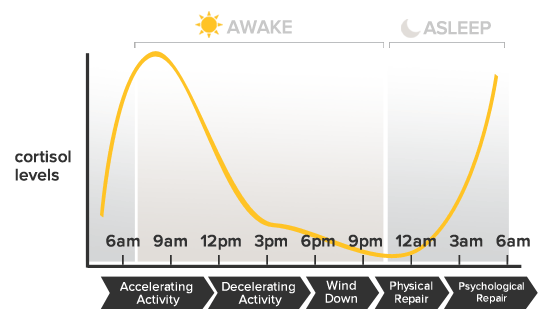 Normal Cortisol Production